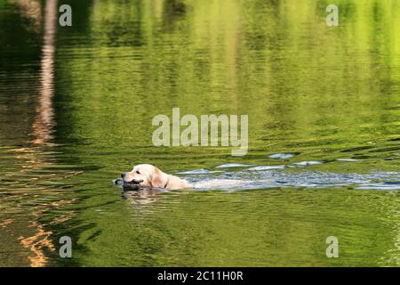 chien drôle labrador flotte sur le lac avec un bâton. CHIEN retourne le bâton jeté par le propriétaire Banque D'Images