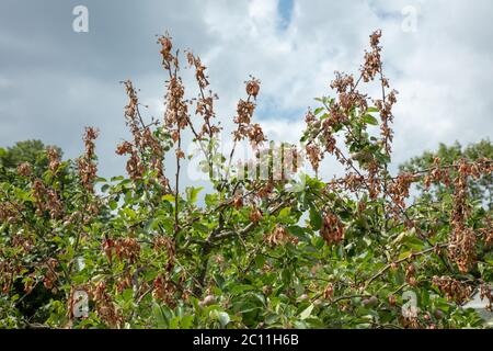 Arbre de pomme vu avec feu de feu aux extrémités de ses branches en juin. Ces derniers doivent être coupés rapidement pour empêcher la propagation de la maladie et la mort de l'arbre. Banque D'Images