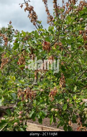 Arbre de pomme vu avec feu de feu aux extrémités de ses branches en juin. Ces derniers doivent être coupés rapidement pour empêcher la propagation de la maladie et la mort de l'arbre. Banque D'Images