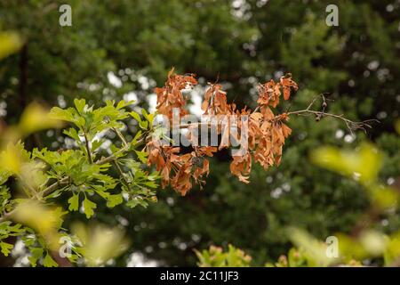 Arbre de pomme vu avec feu de feu aux extrémités de ses branches en juin. Ces derniers doivent être coupés rapidement pour empêcher la propagation de la maladie et la mort de l'arbre. Banque D'Images