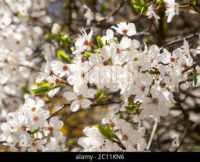 De magnifiques branches de cerisier en fleurs au printemps photographiées par beau temps Banque D'Images