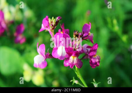 Fleurs violettes et blanches Antirrhinum majus, fleur jaune dans le jardin extérieur Banque D'Images