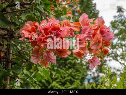 Le roi orange Bougainvillea, Nyctaginaceae, c'est une semi-remorque vivace de type arbuste. Les tailles vont des petits arbustes aux grands arbustes Banque D'Images