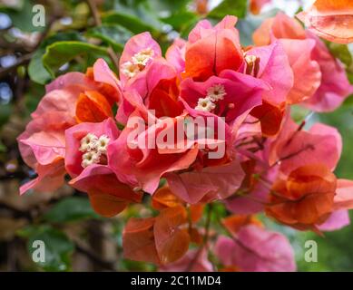 Le roi orange Bougainvillea, Nyctaginaceae, c'est une semi-remorque vivace de type arbuste. Les tailles vont des petits arbustes aux grands arbustes Banque D'Images