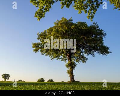 Lone Oak Tree avec des feuilles fraîches dans un champ de maïs au printemps avec un ciel bleu lors d'une soirée agréable ; encadré par une branche de chêne surplombant. Banque D'Images