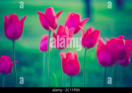 Magnifiques tulipes rouges dans la lumière du coucher du soleil. Photo avec style filtre vintage. Banque D'Images
