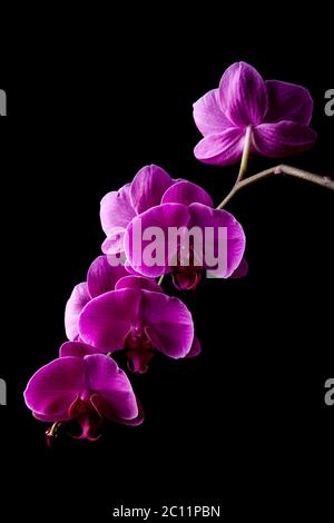 Fleurs d'orchidées isolées sur fond noir. Magnifique fond de nature Banque D'Images