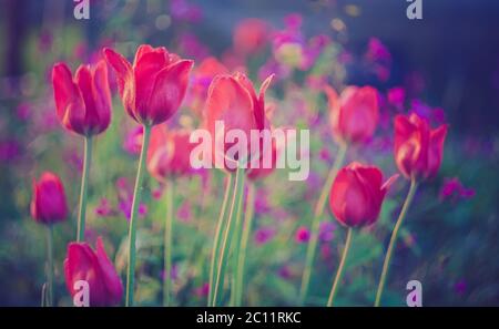 Magnifiques tulipes rouges dans la lumière du coucher du soleil. Photo avec style filtre vintage. Banque D'Images
