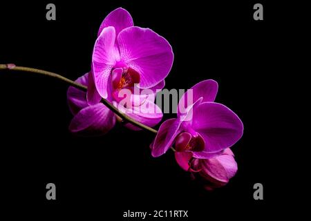 Fleurs d'orchidées isolées sur fond noir. Magnifique fond de nature Banque D'Images