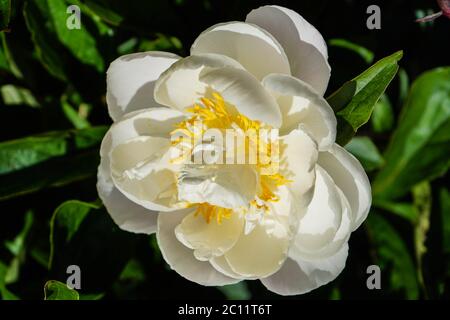 Le lait pentecôte blanc Rose Paeonia lactiflora Banque D'Images