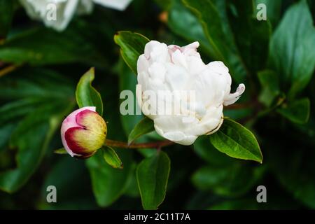 Le lait pentecôte blanc Rose Paeonia lactiflora Banque D'Images