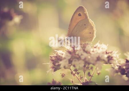 Photo de beau papillon assis sur la fleur. Photo avec effet filtre vintage. Banque D'Images