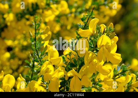 Balai (cytisus scovarius), gros plan des fleurs de l'arbuste, rétroéclairé au soleil de printemps. Banque D'Images