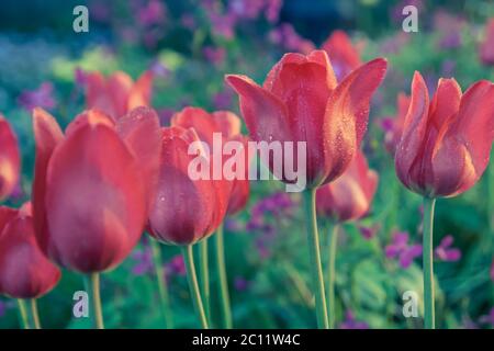 Magnifiques tulipes rouges dans la lumière du coucher du soleil. Photo avec style filtre vintage. Banque D'Images