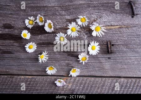 Fleurs blanches de pâquerettes sauvages forme de coeur sur une ancienne table en bois Banque D'Images