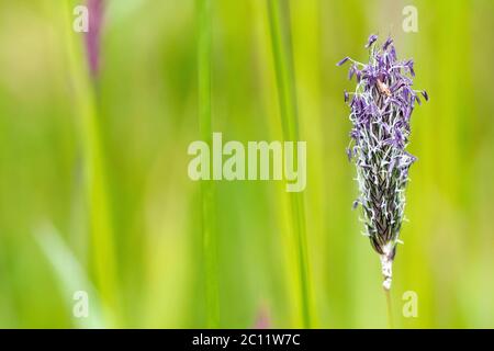 La queue de prairie (alopecurus pratensis), gros plan d'une tige d'herbe unique en fleur, isolée sur un fond non focayeux. Banque D'Images