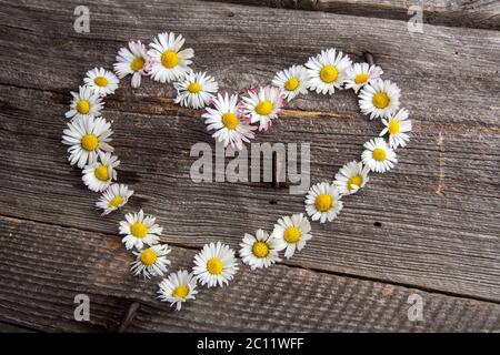 Fleurs blanches de pâquerettes sauvages forme de coeur sur une ancienne table en bois Banque D'Images