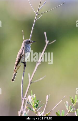 Moucherolle tacheté - Muscicapa striata, petit oiseau timide provenant des forêts européennes, île de Pag, Croatie. Banque D'Images