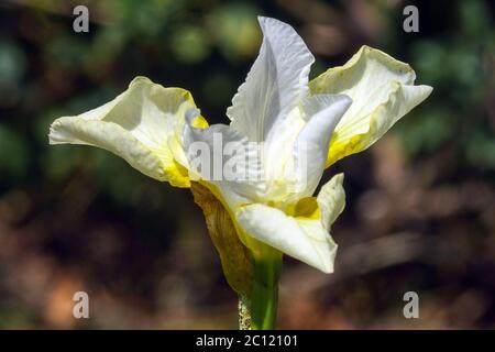 Iris sibirica Iris sibérien 'Dreaming Yellow' Banque D'Images