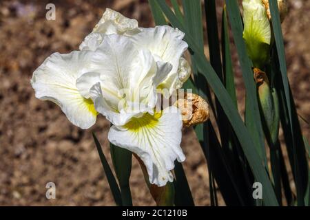 Iris sibirica Iris sibérien 'Harpswell Happiness' Banque D'Images