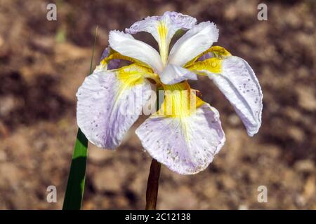 Iris sibirica fleur 'AMA No Hane' Iris sibérien blanc jaune Banque D'Images