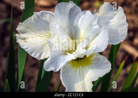 Iris sibérien blanc sibirica 'Cold Frosty Morning' White Iris 'Cold Frosty Morning' White Iris Flower' Late Bloom, vert centre Flush Banque D'Images