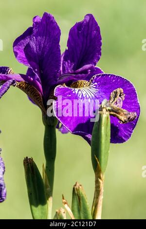 Iris sibirica sibérien 'Hohenflug', iris, fleur d'iris bleu Banque D'Images