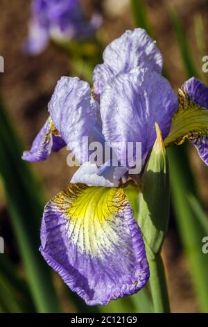 Iris sibirica Iris sibérien Anusia Banque D'Images