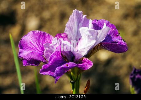 Iris sibirica Iris sibérien 'lumière de coeur' Banque D'Images