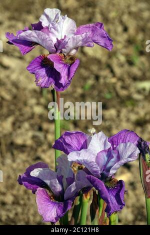 Iris sibirica Iris sibérien 'lumière de coeur' Banque D'Images