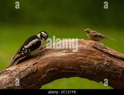 Pic de bois grand tacheté (Dendrocopos Major), femelle collectant des pants d'une bûche, femme observant le chaffinch, Dumfries, SW Ecosse Banque D'Images
