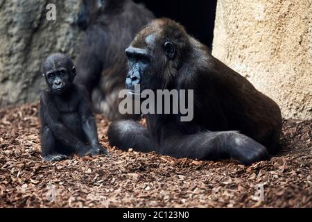 Femme gorille occidentale avec bébé, Bioparc, Valence, Espagne. Banque D'Images