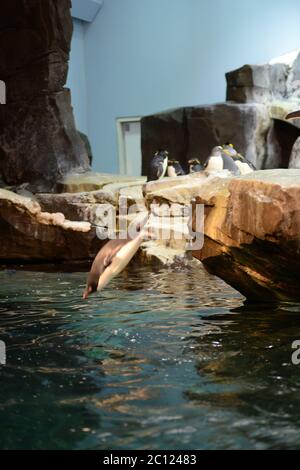 Orlando, États-Unis d'Amérique. 21 décembre 2013. DERNIÈRES NOUVELLES - FICHIER PHOTO - pingouins et autres animaux sauvages au parc d'attractions SeaWorld à Orlando, Floride, États-Unis, le parc a ouvert après une fermeture de près de trois mois en raison de la pandémie du coronavirus, SeaWorld rouvrira ses parcs cette semaine avec de nouvelles mesures conçues pour protéger les employés et les visiteurs personnes: Penguin Credit: Storms Media Group/Alamy Live News Banque D'Images