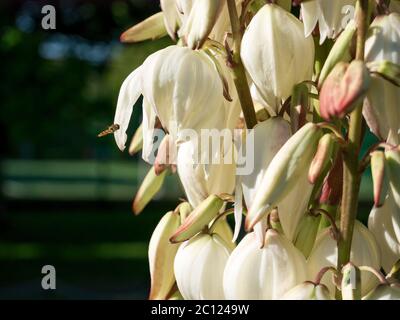 Gros plan avec la fleur de la plante Yucca filamentosa. Banque D'Images