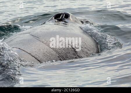 Narines sur le dos de baleine à bosse dans l'océan Pacifique. Domaine de l'eau près de la péninsule du Kamtchatka. Banque D'Images