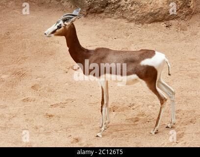La gazelle de Nama nager est maintenant éteinte dans la nature, Bioparc, Valence, Espagne. Banque D'Images