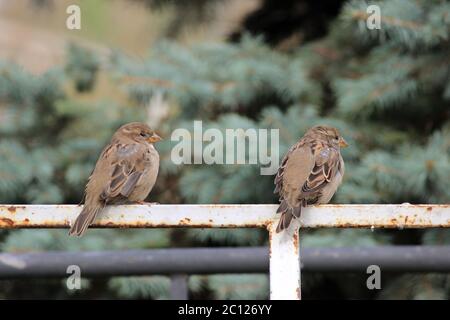 Hommes Sparrows Passer domesticus assis sur un parking de vélo en métal blanc. Banque D'Images