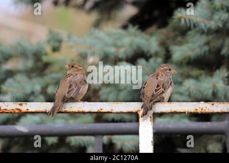 Hommes Sparrows Passer domesticus assis sur un parking de vélo en métal blanc. Banque D'Images