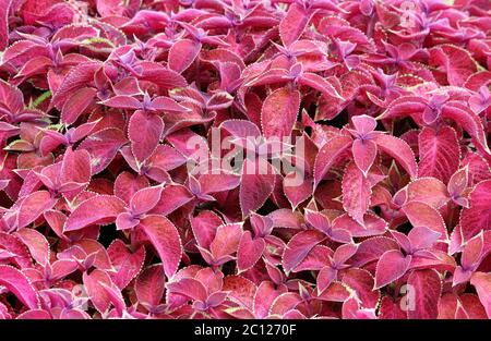 Feuilles décoratives colorées Plectranthus scutellarioides Coleus blumeyi Banque D'Images