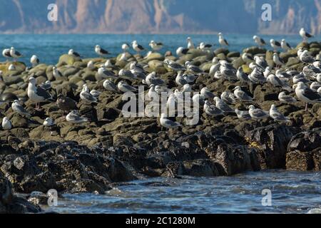 Sea Gull communiquer dans un troupeau sur les rochers dans l'océan Pacifique. Banque D'Images