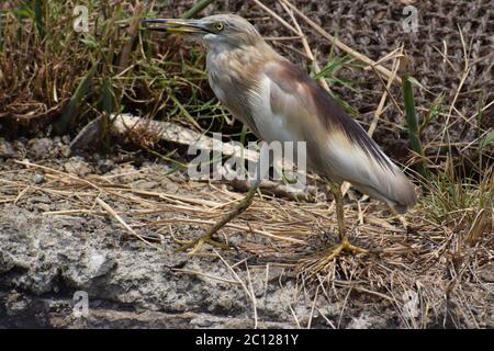 Une vue rapprochée d'un héron d'étang est debout sur les rives d'une rivière Banque D'Images