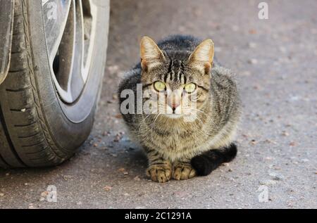 Beau chat sans-abri de couleur rayée avec les yeux verts est assis dans la voiture un jour ensoleillé. Banque D'Images