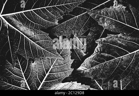 Texture macro de feuilles de bois en relief avec stries. Fond noir et blanc grunge. Illustration vectorielle abstraite de demi-teinte Illustration de Vecteur