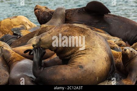 Le Rookery lions de mer de Steller. Dans l'île de l'océan Pacifique près de la péninsule du Kamtchatka. Banque D'Images