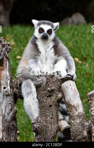 Lémure à queue de cerelle (Lemur catta) assise sur une clôture, Bioparc, Valence, Espagne. Banque D'Images