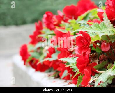 Fleurs lumineuses de begonias tubéreux Begonia tuberhybrida dans le jardin. Banque D'Images