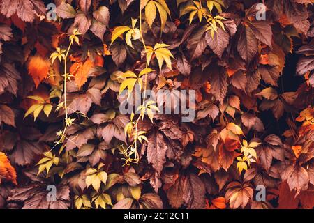 Automne Virginia Creeper Banque D'Images