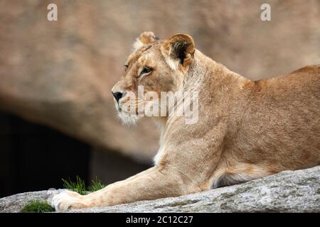 Lionne africaine (panthera leo) se détendant sur un rocher, Bioparc, Valence, Espagne. Banque D'Images