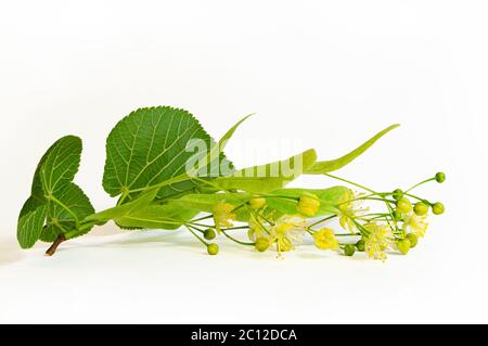 Fleurs et feuilles fraîches de linden isolées sur fond blanc Banque D'Images