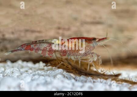 Gros plan de crevettes d'eau douce dans un aquarium (genre Neocaridina) Banque D'Images